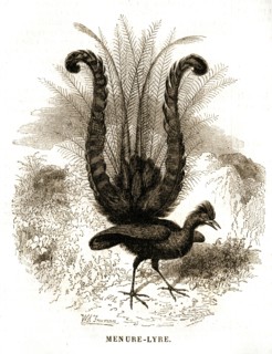 Grouse lyrebird. Lyrebird.