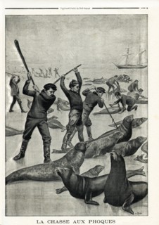 Le Petit Journal (supplément Illustré) du Dimanche 15 juin 1902. N° 604. Chasse aux phoques.