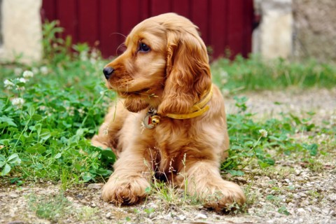 Breed of dog