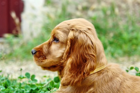 Golden cocker spaniel