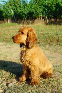 Cocker Spaniel doré