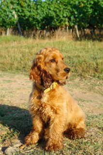 Cocker Spaniel Doré
