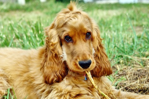 Golden Cocker Spaniel