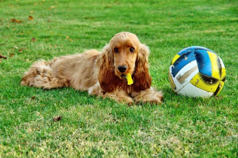 Golden Cocker Spaniel