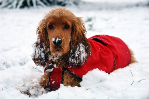 Golden Cocker Spaniel