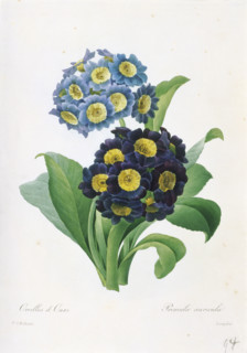 Redoute, Primula Auricula