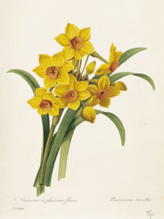 Redoute, Narcisses