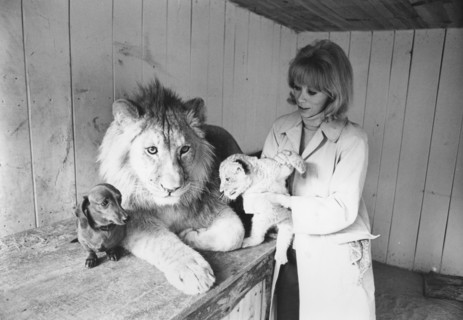 Mireille Darc