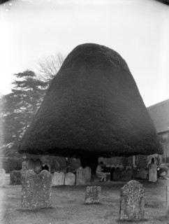 Yew tree in the churchyard of St Mary's church, Twyford, Hampshire, 1927