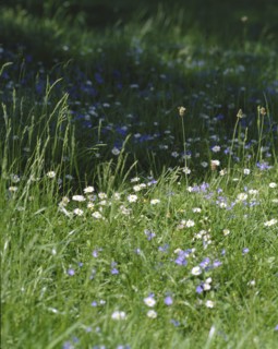Eltham Palace, London, 1999