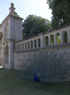 A peacock at Kirby Hall, Northamptonshire, 1998