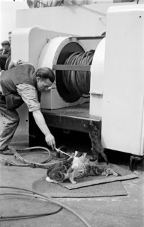 The ship's cat, c1945-c1965