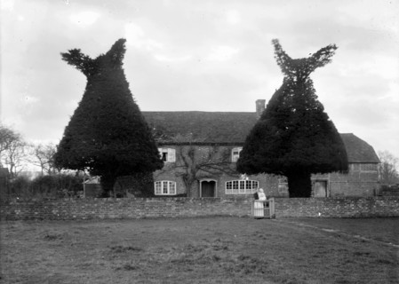Yew tree topiary at Goosey Cottage, Goosey, Oxfordshire, c1860-c1922