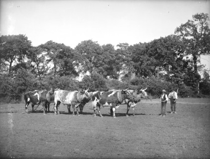 A yoke of oxen harrowing a field near Lechlade in the Cotswolds, Gloucestershire, c1860-c1922