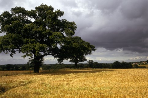 Blore Heath Battlefield, Staffordshire, 1993