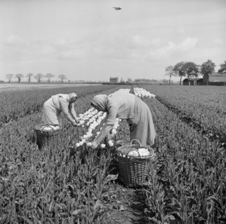 Picking tulips near Fulney, Spalding, Lincolnshire, 1951