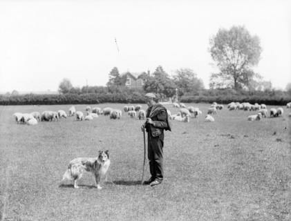 A shepherd and his dog, 1901 Artist
