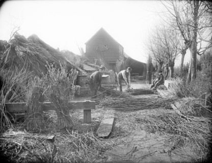 Preparing willow trees for basket making, Oxford, Oxfordshire, 1901