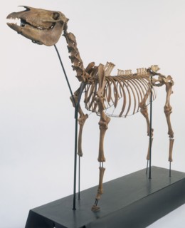 Skeleton of a horse, 2nd century. Artist: Unknown