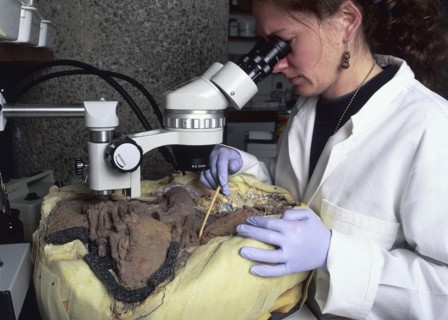 An archaeological conservator examining a skeleton. Artist: Unknown