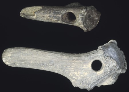 Prehistoric antler digging tools. Artist: Unknown