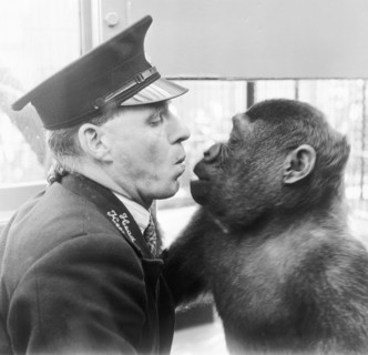 London Zoo, Marylebone, London, (c1950s?). Artist: Henry Grant