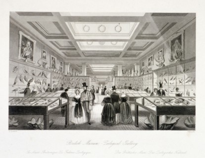 The Zoological Gallery, British Museum, Holborn, London, c1850. Artist: William Radclyffe