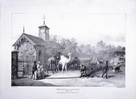 Zoological Gardens, Regent's Park, Marylebone, London, 1835. Artist: George Scharf
