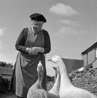 Woman looking down at a group of geese, Cumbria, 1957