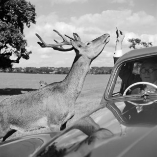 Deer in Richmond Park, Greater London, 1962-1964