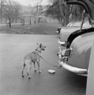 Dog tethered near the stables, Chatsworth House, Derbyshire, 1959