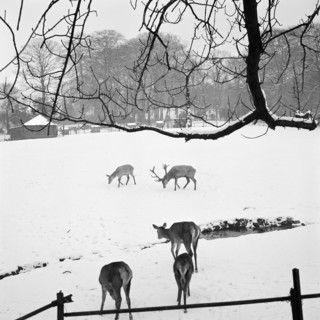 Deer in Golders Hill Park, Hendon, London, 1960-1965