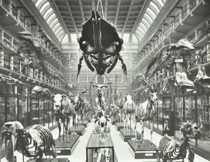 Animal skeletons at the Royal College of Surgeons, Westminster, London, 1911. Artist: Unknown.