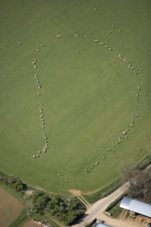 Pattern formed by sheep, Taddington, Stanway, Glocuestershire, 2007