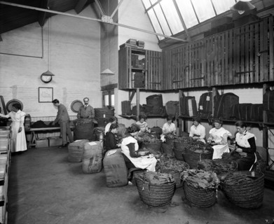 Leaf picking at the Teofani tobacco factory, Chryssel Road, Brixton, London, 1916