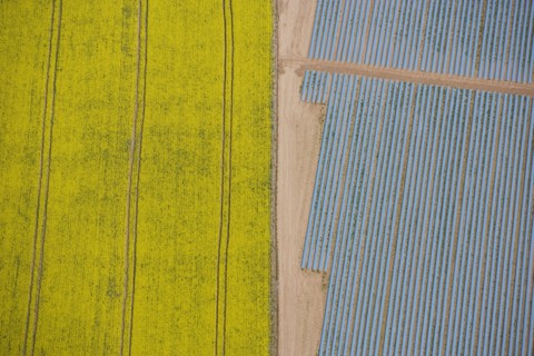 Agriculture in yellow and blue, Wood Bevington Farm, Salford Priors, Warwickshire, 2007