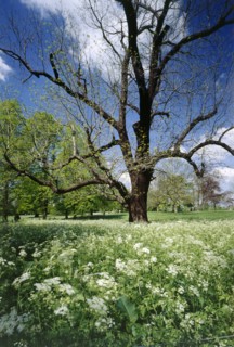 Park of Marble Hill House, Twickenham, Richmond-upon-Thames, London, c1980-c2017