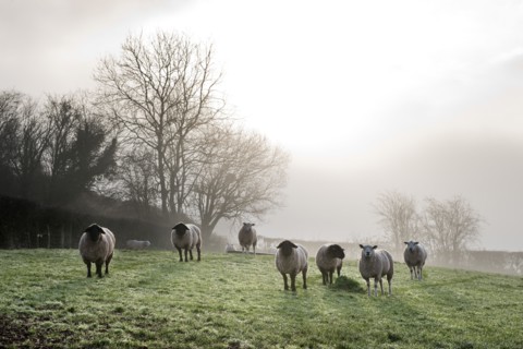 Inquisitive sheep, Herefordshire, 2017