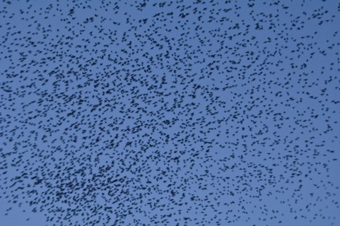 Murmuration of starlings at dusk over Gloucester Docks, Gloucestershire, 2009