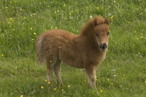 Shetland pony foal, Devon, c2008