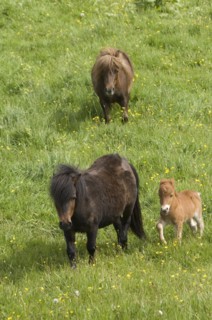 Shetland ponies and foal, Devon, c2008