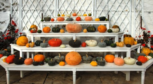 Ornamental pumpkins and squashes in the Vine house, Audley End, Saffron Walden, Essex, c2006