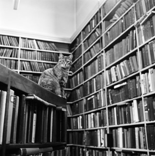 Cat librarian, 1974