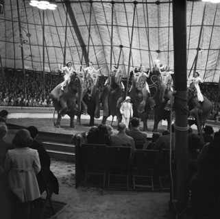 Performing elephants of Bertram Mills Circus, Norwich, Norfolk, 1948