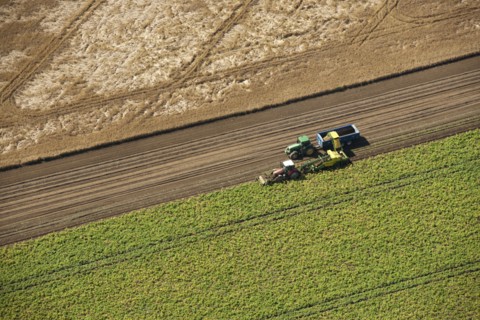 Harvesting, Glinton, Peterborough, Cambridgeshire, c2010s(?)