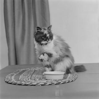 A long-haired tortoiseshell cat sitting on a mat beside a bowl of food, 1970