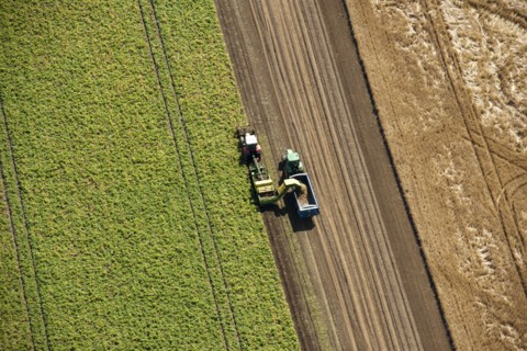 Harvesting, Glinton, Peterborough, Cambridgeshire, c2010s(?)
