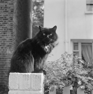 Black British longhair cat sitting on a white brick wall, Pond Square, Highgate, London, 1969