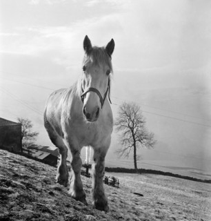 Heavy horse on the slope of a field in the Pennines, West Yorkshire, c1955