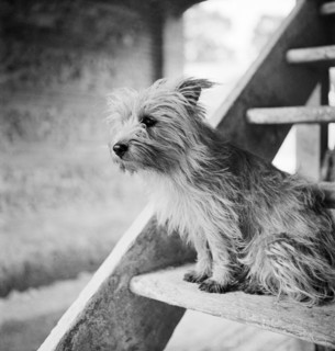 Terrier dog, early 1950s